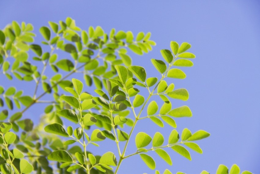 モリンガはどんな植物？豊富な栄養素を持つスーパーフード